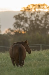 John Doherty: Booking Success At The Chairman’s Sale Image 7